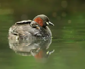 Canal: Little Grebes - adult and chick