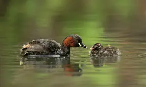 Canal: Little Grebes - adult and chick