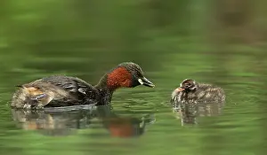 Canal: Little Grebes - adult and chick