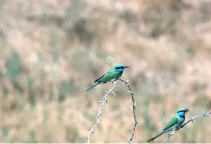 Wire: LITTLE GREEN BEE-EATER - two on barbed wire