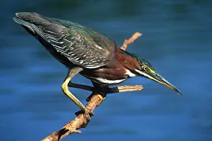 Greg: Little Green Heron, Everglades National