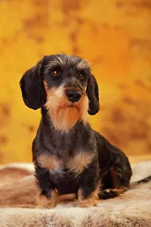 Dachshund: Little Grey-haired Dachshund, male, sitting, animal