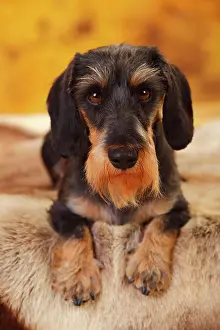 Dachshund: Little Grey-haired Dachshund, male, lying, animal