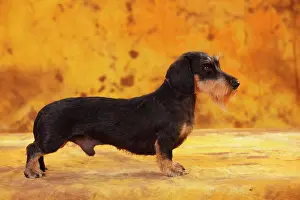 Dachshund: Little Grey-haired Dachshund, male, standing, side