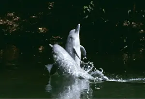 Andrea Florence: Little Grey / Tucuxi River Dolphin