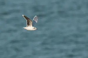 Minutus: Little Gull