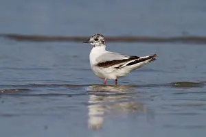 Ijmuiden: Little Gull