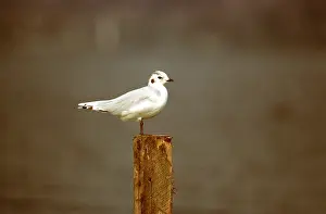 Gulls: LITTLE GULL - adult, perched on post