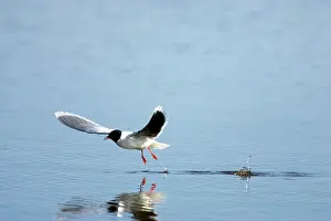 Minutus: Little Gull - Catching Flies on Surface of Lake