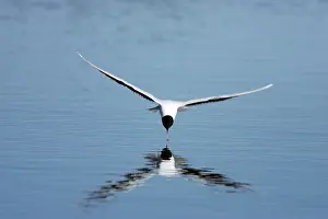 Minutus: Little Gull - Catching Flies on Surface of Lake