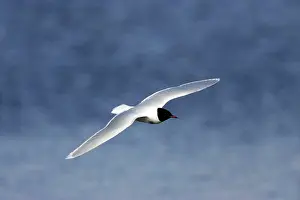 Minutus: Little Gull - In Flight