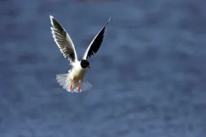 Minutus: Little Gull - In Flight