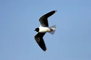 Minutus: Little Gull - In Flight