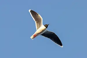 Gull: Little Gull flight