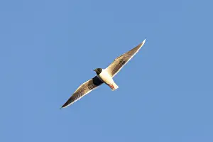 Gull: Little Gull flight