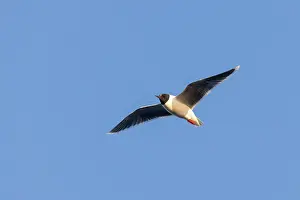 Gull: Little Gull flight