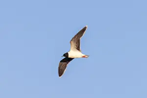 Gull: Little Gull flight