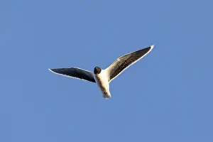 Gull: Little Gull flight