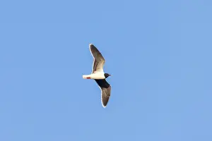 Gull: Little Gull flight
