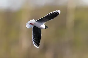 Gull: Little Gull hunting