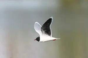 Gull: Little Gull hunting
