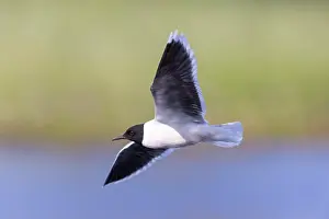 Gull: Little Gull hunting