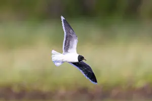 Gull: Little Gull hunting