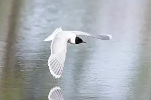 Gull: Little Gull hunting