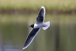 Gull: Little Gull hunting