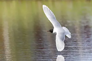 Gull: Little Gull hunting