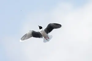 Gull: Little Gull hunting