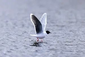 Gull: Little Gull hunting