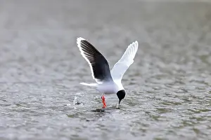 Gull: Little Gull hunting