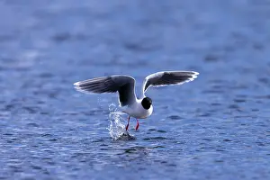 Gull: Little Gull hunting