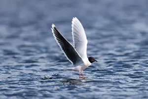 Gull: Little Gull hunting
