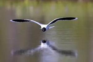 Gull: Little Gull hunting