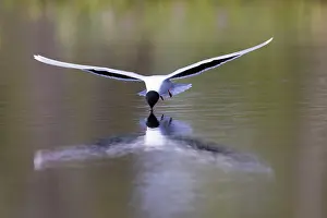 Gull: Little Gull hunting