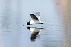 Gull: Little Gull hunting