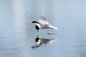 Gull: Little Gull hunting