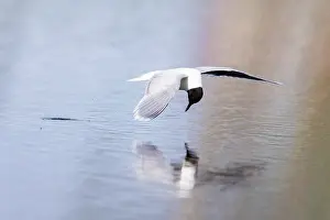 Gull: Little Gull hunting