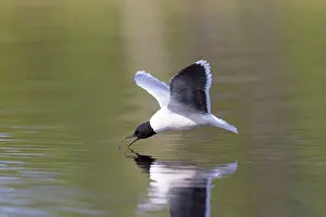 Gull: Little Gull hunting