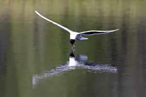 Gull: Little Gull hunting