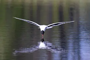 Gull: Little Gull hunting