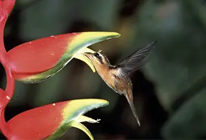 Hermit: LITTLE HERMIT HUMMINGBIRD - at flower