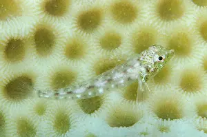 Triplefin: Little Hooded Triplefin on coral