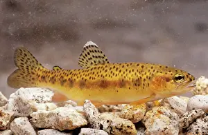 Trouts: Little Kern Golden Trout