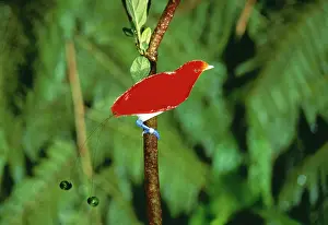 Regius: LITTLE KING BIRD OF PARADISE - on branch, showing tail