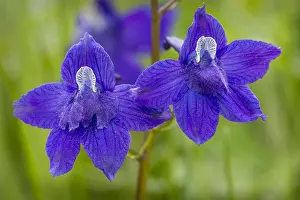 Delphinium: Little Larkspur or low larkspur (Delphinium bicolor)
