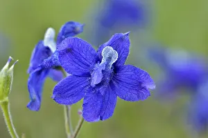 Delphinium: Little Larkspur or low larkspur (Delphinium bicolor)