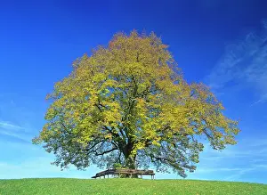 Cordata: Little-leaf linden / Small-Leaved Lime / Small-leaved